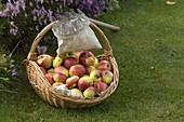 Basket with apples (Malus), fruit picker