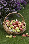 Basket with apples (Malus)