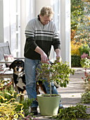 Cutting back the container plant in autumn