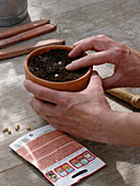 Tropaeolum (Nasturtium) sowing in clay pot