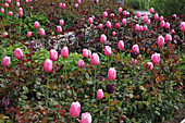 Tulpen 'Pink Impression' 'Queen of the Night' (Tulpen) zwischen Rosa (Beetrosen)