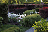 Heckenlabyrinth mit Tulipa (Tulpen), Hecken aus Berberis thunbergii 'Atropurpurea' (Berberitze), Spiraea x cinerea (Spierstrauch), Wege mit Kies