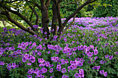 Geranium magnificum (Pracht-Storchschnabel) als Bodendecker und Prunus (Zierkirsche)