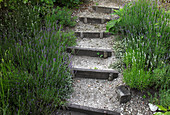 Einfache Treppen - Stufen mit Lavendel (Lavandula)