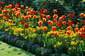 Rote Tulpen, gelbe Mauerblümchen und blaue Vergissmeinnicht