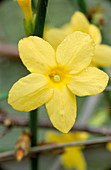 Jasminum nudiflorum