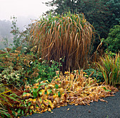 AUTUMNAL SHADES IN THE DINGLE Garden, WALES. HOSTAS AND MISCANTHUS SINENSIS.