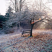 Bank unter Prunus 'Shogetsu' im Winterfrost