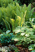 FERNS IN SHADE: MATTEUCCIA STRUTHIOPTERIS with Rodgersia PODOPHYLLA AND Hybrid LYSICHITON