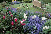 Sitzplatz auf Rasen, Beete mit Tulpen 'White Triumphator' und 'Mariette' und Myosotis 'Blue Ball'