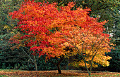 Herbstliches Laub von Acer palmatum