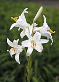 Lilium candidum (Madonnen-Lilie)