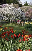 Frühlingsgarten mit Tulipa (Tulpen) und Malus floribunda (Zier-Apfel)
