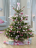 Abies (Nordmann fir) decorated as Christmas tree
