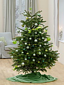 Abies (Nordmann fir) as a Christmas tree decorated with green baubles