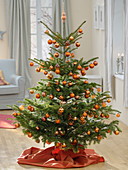 Abies (Nordmann fir) as Christmas tree decorated with orange balls