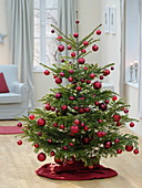 Abies (Nordmann fir) as a Christmas tree decorated with red baubles