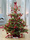 Abies (Nordmanntanne) als Weihnachtsbaum geschmückt mit roten Kugeln