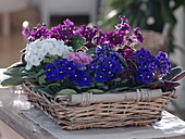 Saintpaulia ionantha (Usambara violet) mixed in a flat basket