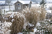 Teehaus im winterlichen Garten, verschneite Beete mit Miscanthus