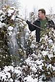 Mann schüttelt Schnee mit Besen von Thuja (Lebensbaum)