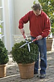 Man cuts Buxus (Box) ball into shape with hedge trimmer