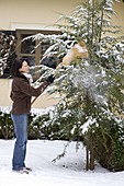 Frau schüttelt Schnee mit Besen von Tsuga canadensis (Hemlocktanne)