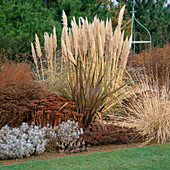 Phormium, Pennisetum alopecuroides, Cortaderia 'Pumila', Sedum 'Autumn Joy' und 'Ruby Glow'