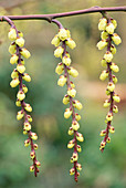 Stachyurus chinensis 'Magpie'