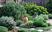 Erigeron karvinskianus, Ballota acetabulosa, Rosmarin 'Tuscan Blue', Euphorbia characias