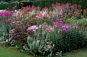 Eupatorium, Phlox paniculata, Veronicastrum 'Rosea', Artemisia pontica, Atriplex 'Red Plume'