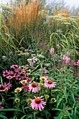 Echinacea Purpurea 'Magnus (Roter Sonnenhut), Calamagrostis Acutiflora (Reitgras)' Karl Förster ', Physostegia (Gelenkblume), Achillea (Schafgarbe)'