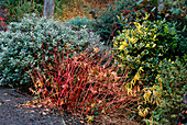 Cornus elegantissima und Eleagnus x ebbingei