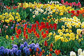 VIBRANT COLOURS of SPRING BULBS: Tulipa, Hyacinthus AND NARCISSUS IN THE GARDENS of MAINAU, Lake CONSTANCE