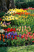 VIBRANT COLOURS of SPRING BULBS: Tulipa, Hyacinthus AND NARCISSUS IN THE GARDENS of MAINAU, Lake CONSTANCE