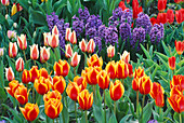 Rote (orangefarbene) Tulipa bilden einen leuchtenden Kontrast zu blauen Hyazinthen in den Gärten