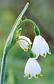 Leucojum 'Gravetye Giant' (Riesen-Leucojum)