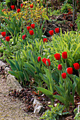 Tulipa 'PROMINENCE'. HADSPEN Garden, Somerset
