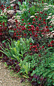 ANTHRISCUS RAVENSWING,AQUILEGIA VULGARIS Double Red AND ATRIPLEX HORTENSIS RUBRA. HADSPEN Garden,Somerset