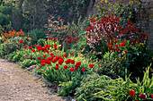 EUPHORBIA 'DIXTER', Tulipa 'PAUL Richter', 'PROMINENCE' AND 'Red SHINE' with PRUNUS CISTENA. HADSPEN GARDENS, SOMERSET. (COMPARE with 14561)