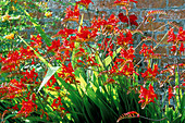 BRILLIANT Red of CROCOSMIA 'LUCIFER'. HADSPEN Garden, Somerset