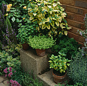 CONTAINERS of HERBS On STEPS at CHELSEA 1993. MONK SHERBORNE HORTICULTURAL SOCIETY.