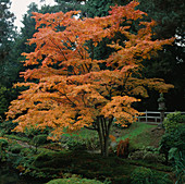 Ein japanischer Ahorn in leuchtenden Farben im Japanischen Garten