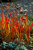 Imperata cylindrica 'Rubra' (Zylinderrose)