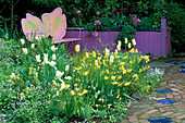 Rosa Schmetterlingsbank und weiße und gelbe Tulpen