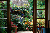 SMALL Town Garden: VIEW THROUGH French WINDOWS TO SMALL COURTYARD GARDEN. WOODEN DECKING & TIMBER Pergola SURROUNDED by FUCHSIA, CROCOSMIA, JAPANESE ANEMONE. DESIGN: KARLA NEWELL
