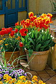 Goldfarbener Topf mit Tulipa 'Fire Queen' und Terrakottatopf mit Tulipa 'Apeldoorn Elite' bepflanzt