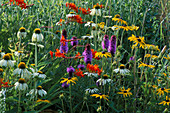PRAIRIE PLANTING: RUDBECKIA FULGIDA 'Goldsturm', Echinacea 'White SWAN', LIATRIS Spicata AND CROCOSMIA MASONORUM. Lady Farm, Somerset