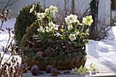 Winter arrangement with Helleborus (Christmas roses), Gaultheria