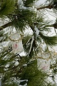 Windlichter aus Marmeladengläsern in verschneiter Pinus (Kiefer) aufgehängt